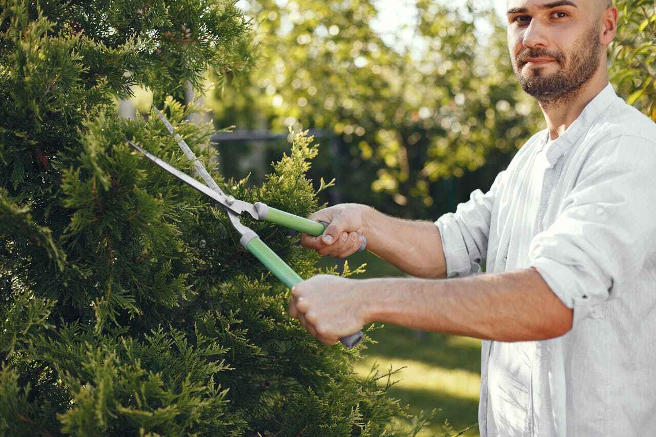 Best Tree Removal Near Me  in Jackson, MI